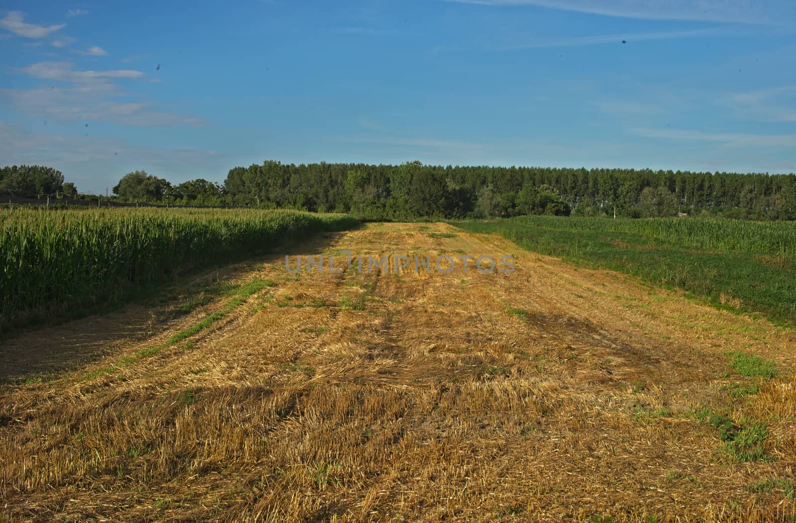 Empty agricultural field already harvested, and crops growing on both sides by sheriffkule