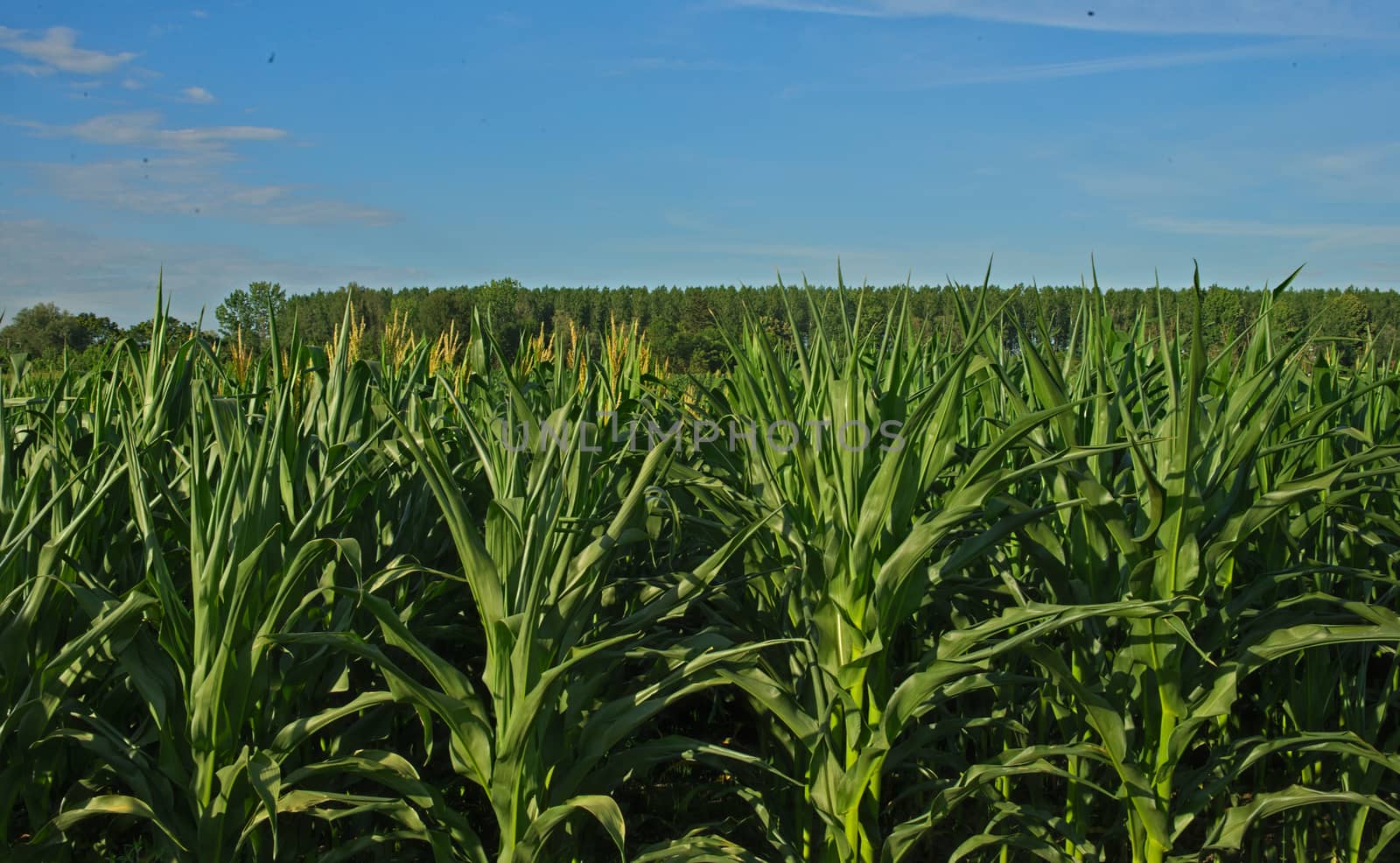 Front view on Corn field and blue sky in background