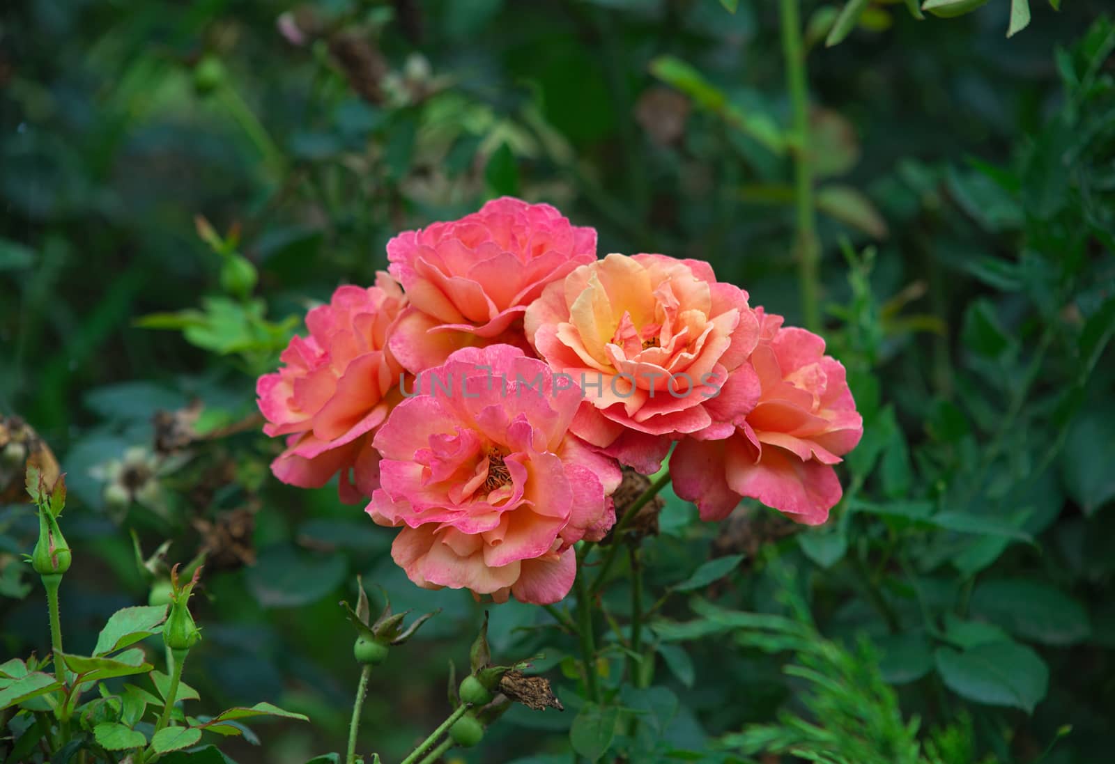 Several orange roses blossoming in green garden by sheriffkule