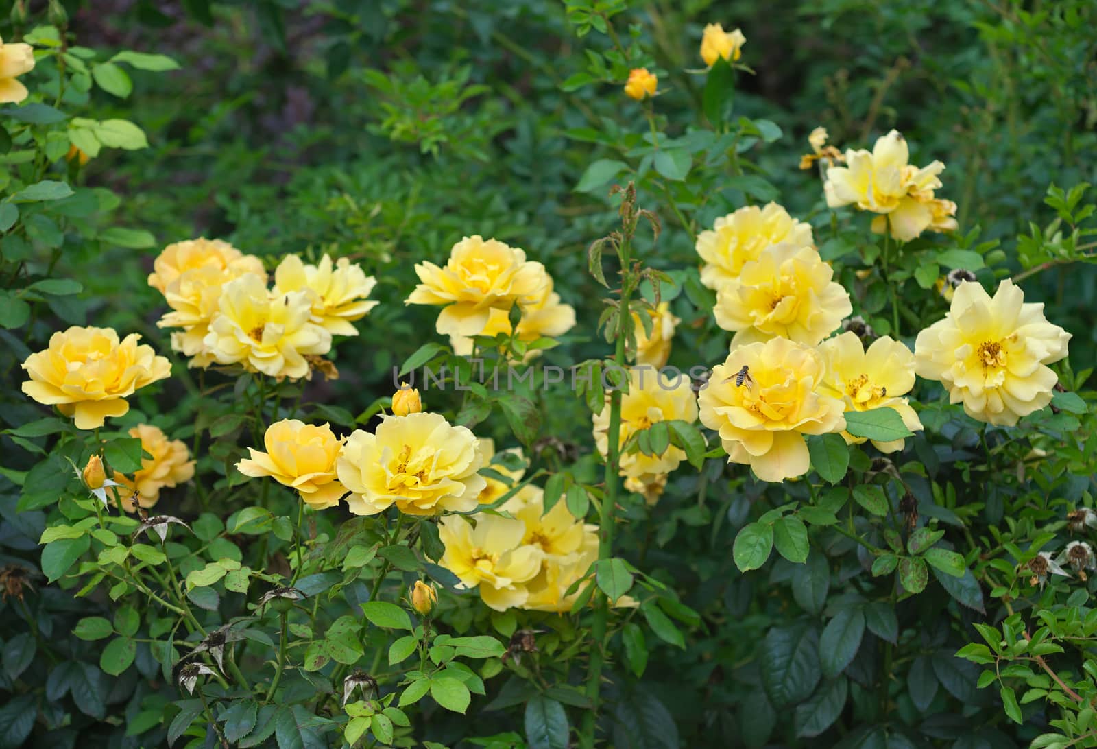 Many yellow roses blossoming in green garden