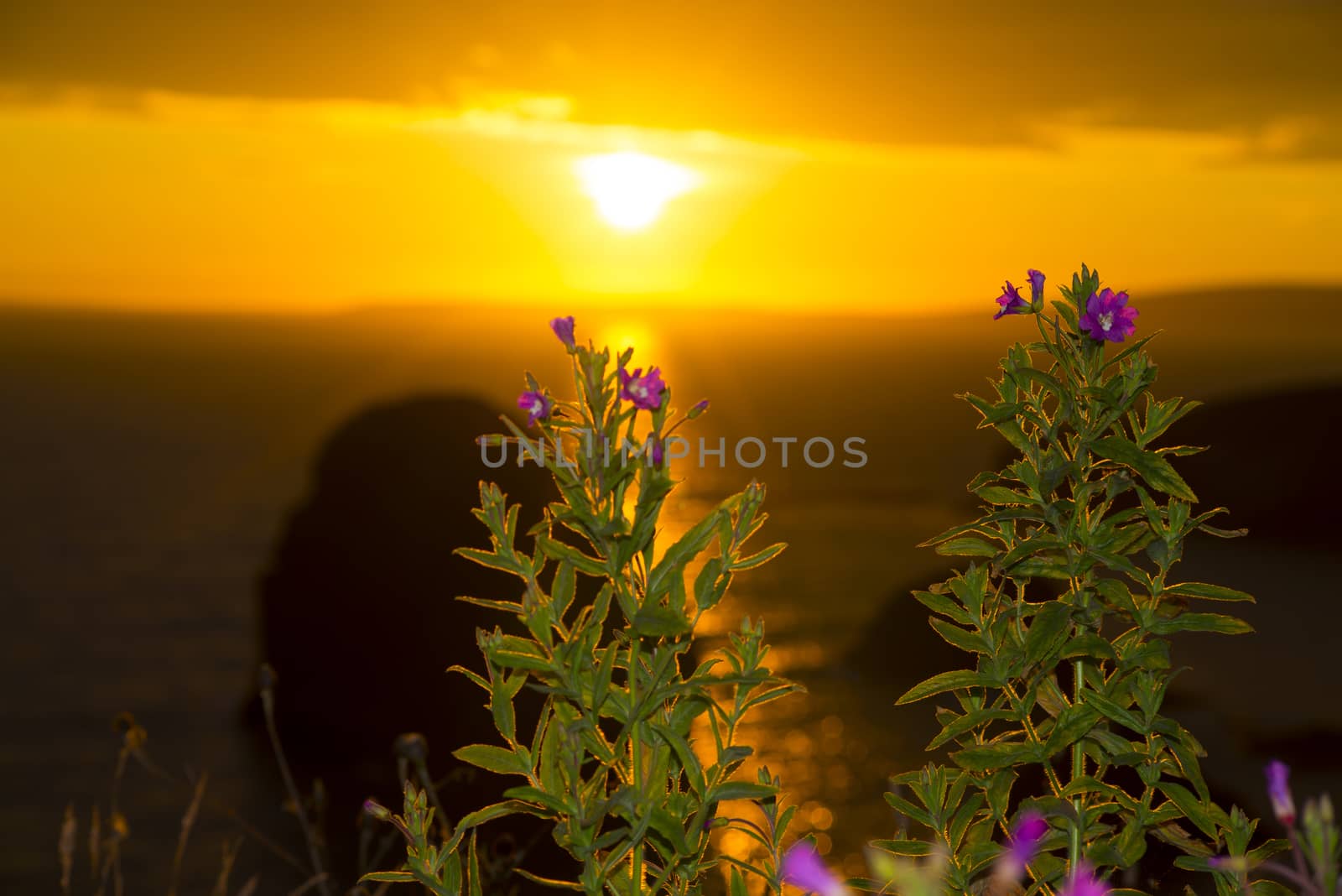 beautiful sunset over the virgin rock with wild flowers on the wild atlantic way