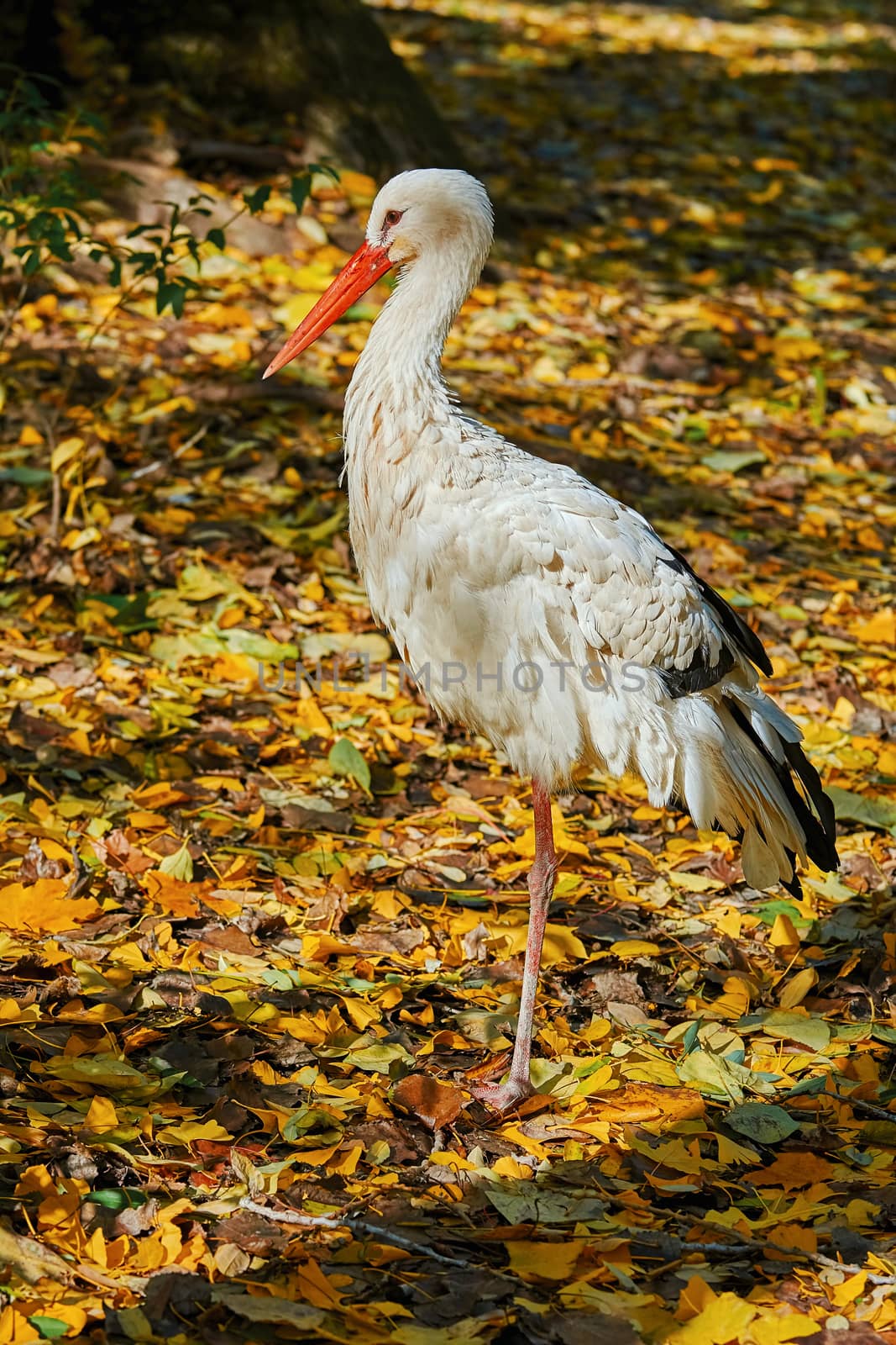 Stork Standing on One Leg among Yellow Leaves