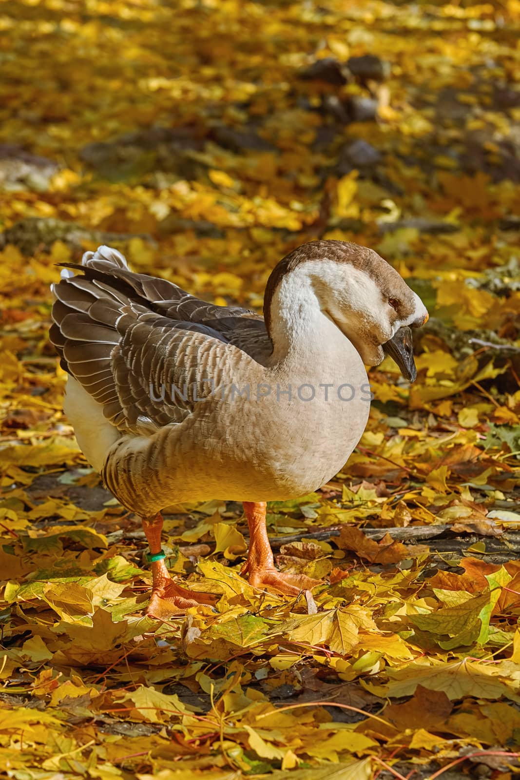 Swan Goose (Anser Cygnoides) in the Yellow Leaves