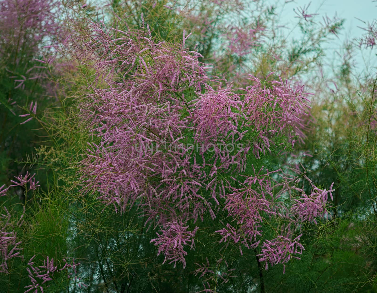 Fern like tree blooming with pink flowers