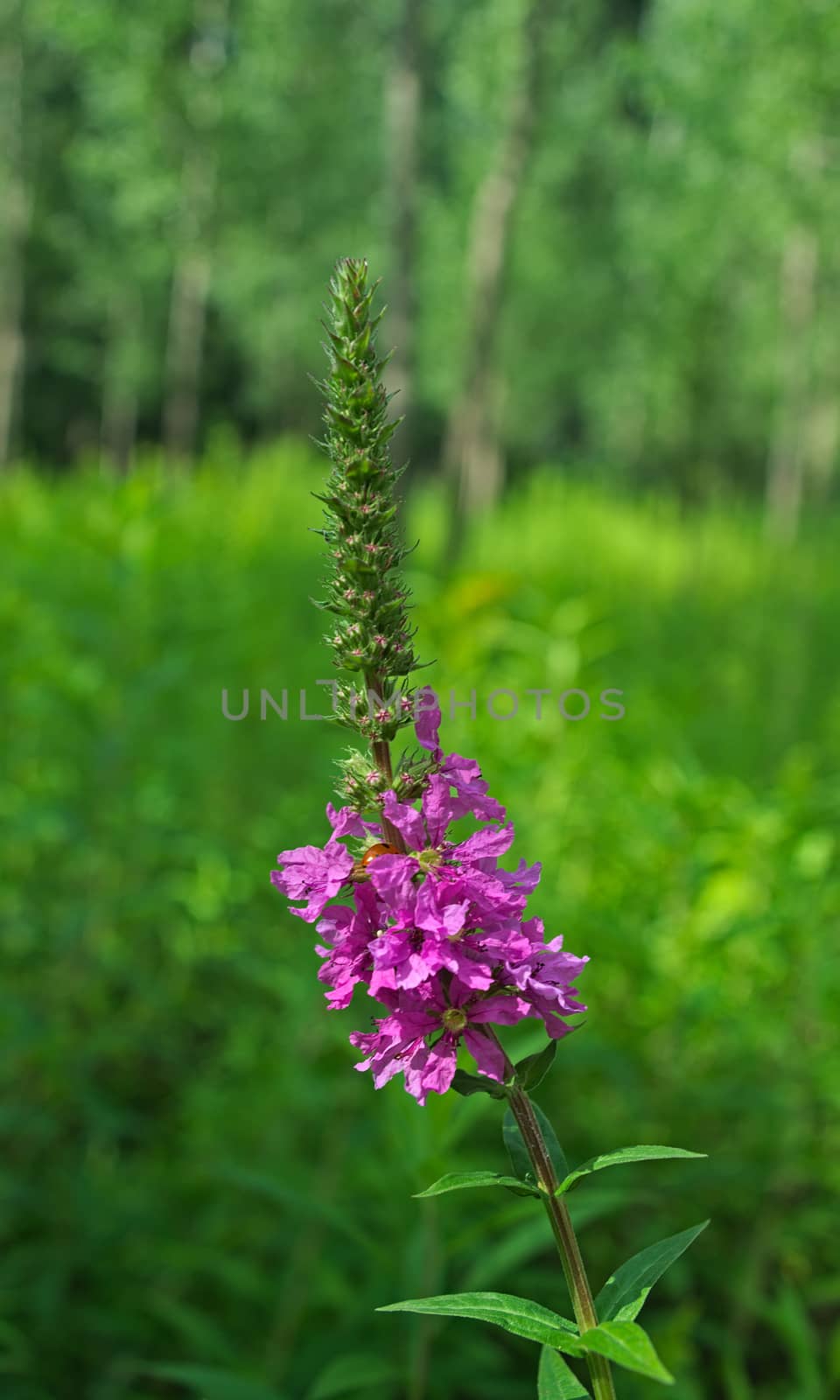 Wild field blooming pink flower with Lady bug on it