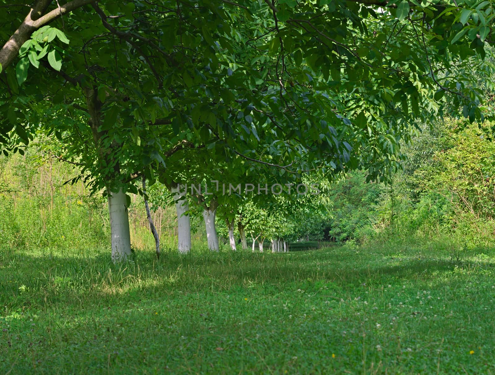 Row of walnut trees trunks painted in white and leaves