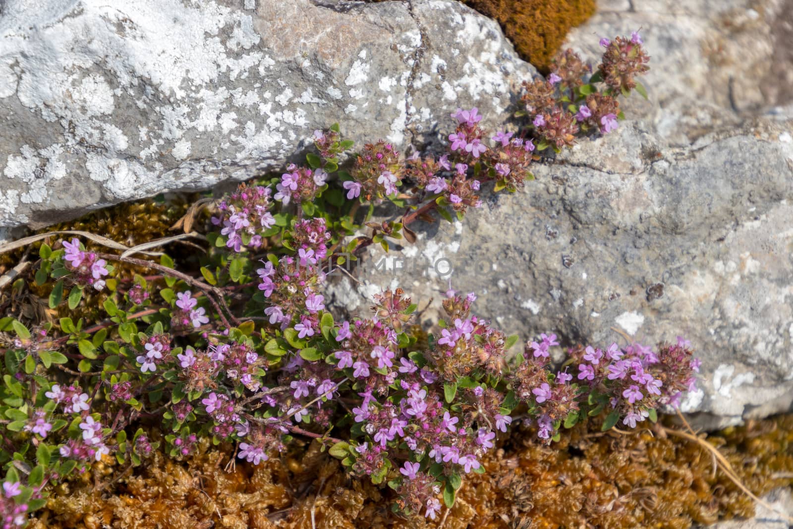 Wild Thyme (Thymus Polytricus) growing by a limestone rock in the Yorkshire Dales