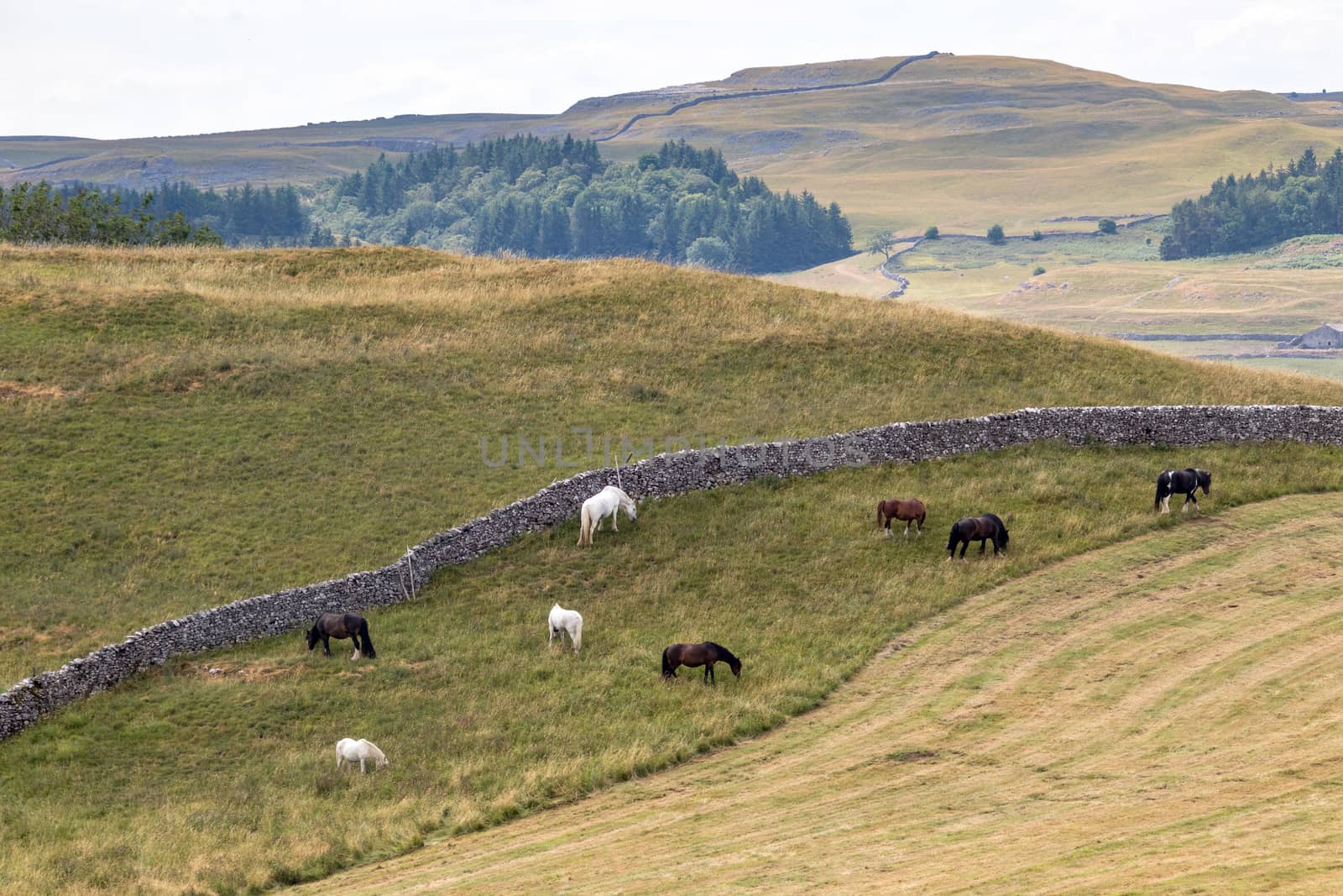 View of horses grazing in the countryside around the village of Conistone in the Yorkshire Dales National Park