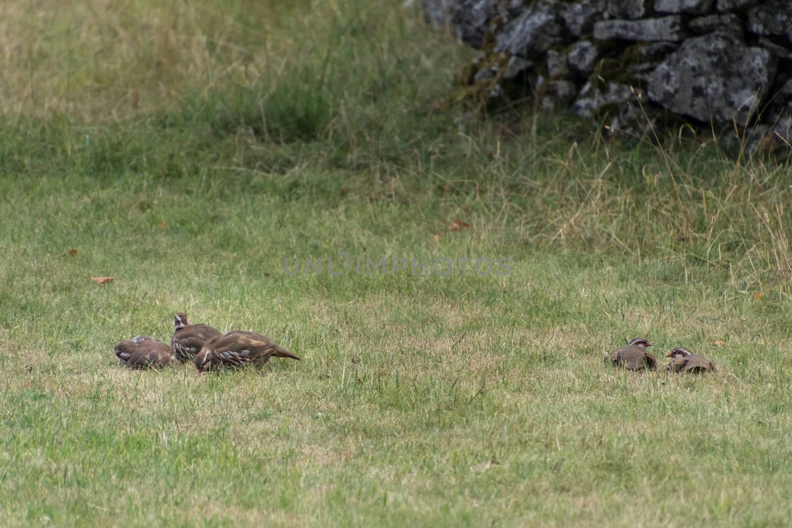 A flock of Partridges in a field at Conistone in the Yorkshire D by phil_bird