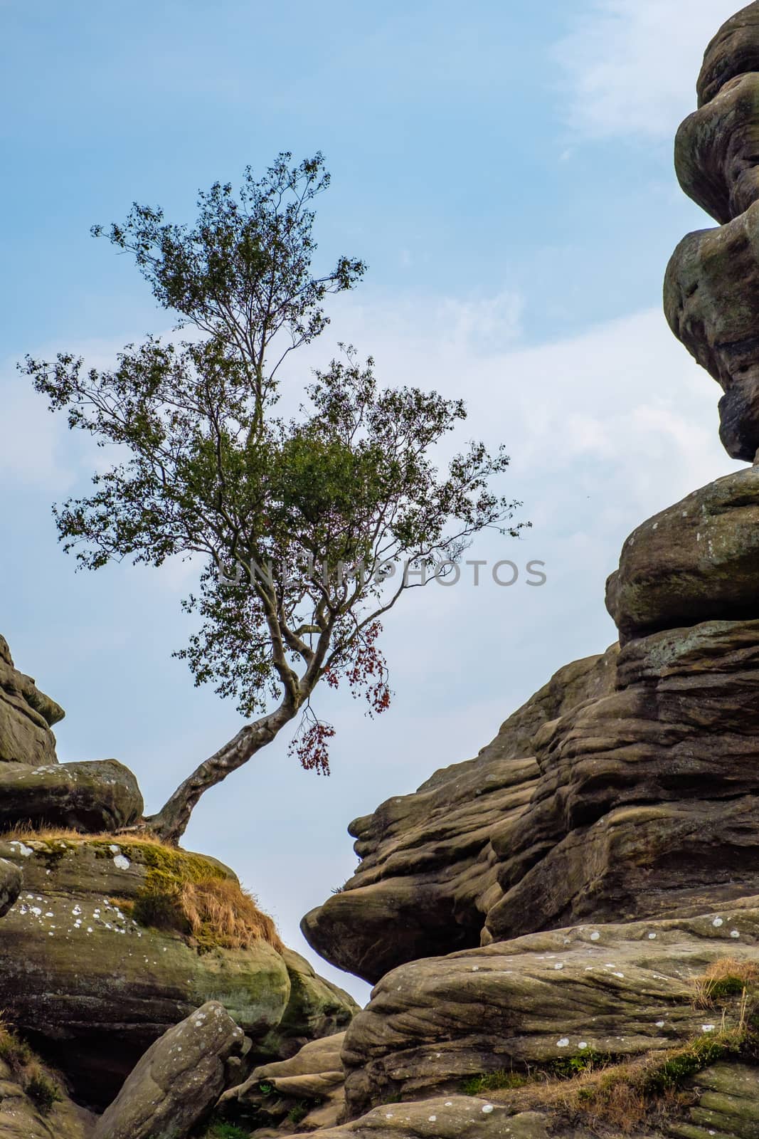 Scenic view of a tree growing on Brimham Rocks in Yorkshire Dale by phil_bird