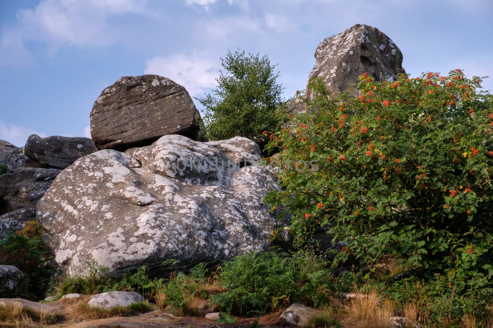 Scenic view of Brimham Rocks in Yorkshire Dales National Park