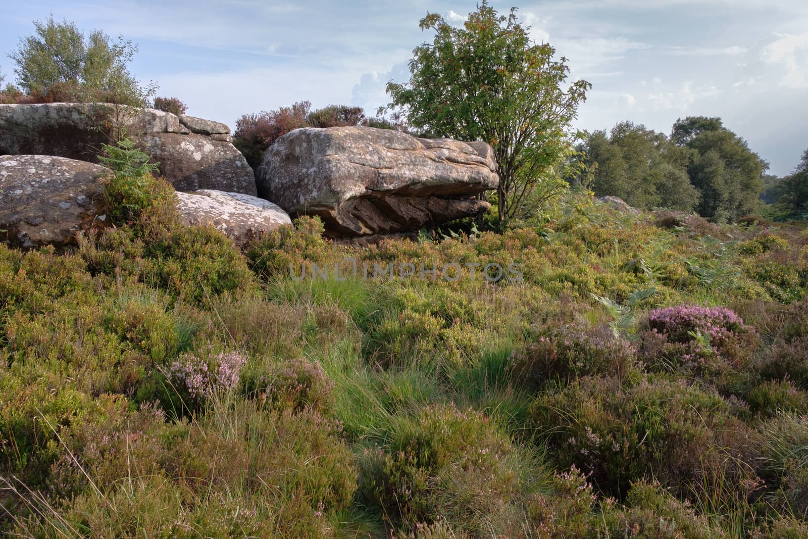 Scenic view of Brimham Rocks in Yorkshire Dales National Park by phil_bird