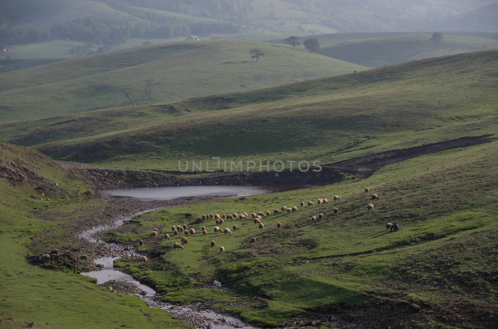 Spring landscape in sunset with sheeps and meadow. Zlatibor mountain area, Serbia