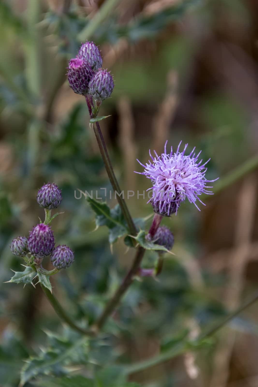 Creeping Thistle (Cirsium arvense) flowering in the Yorkshire Dales