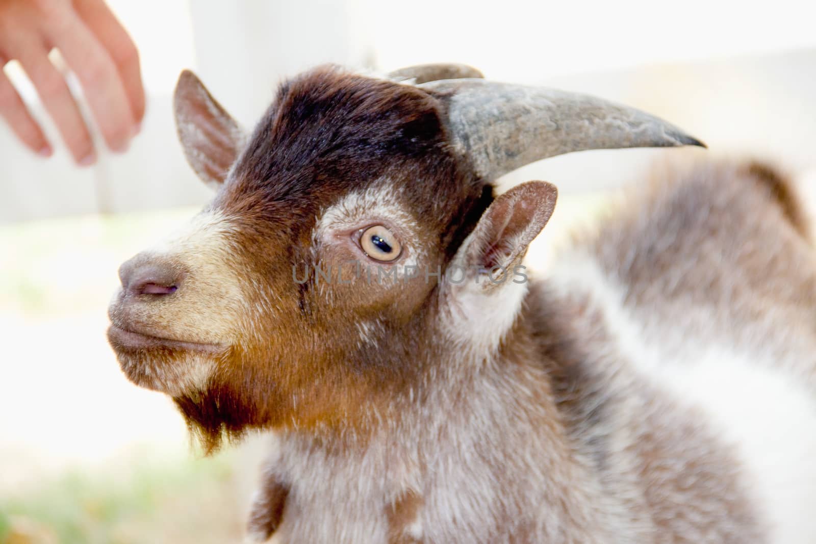 Closeup brown goat