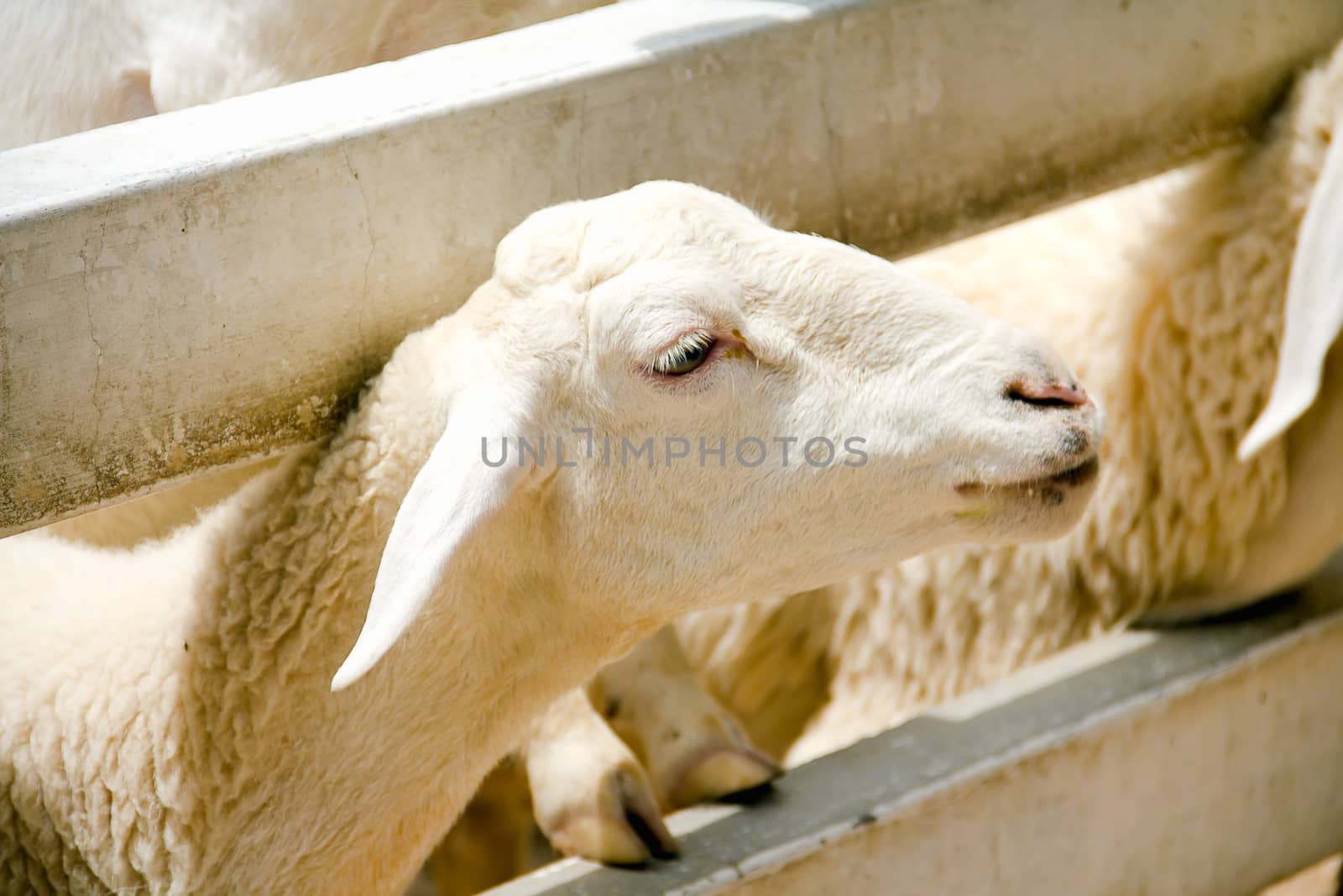 Closeup eye of white and brown sheeps