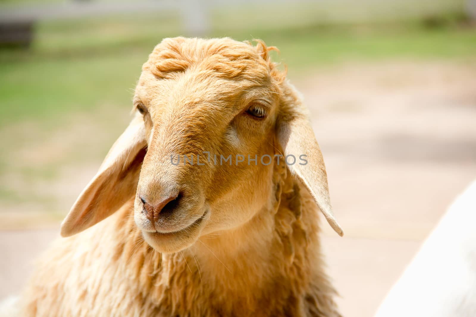 Closeup eye of white and brown sheeps