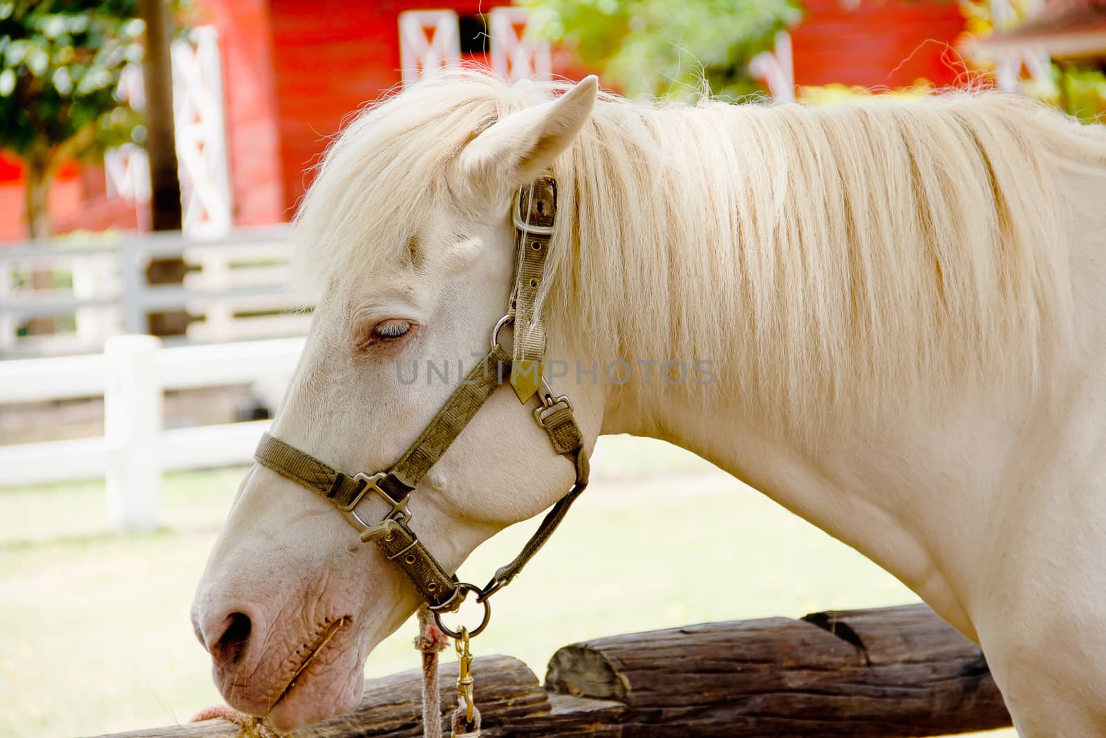 Closeup eye of white horse