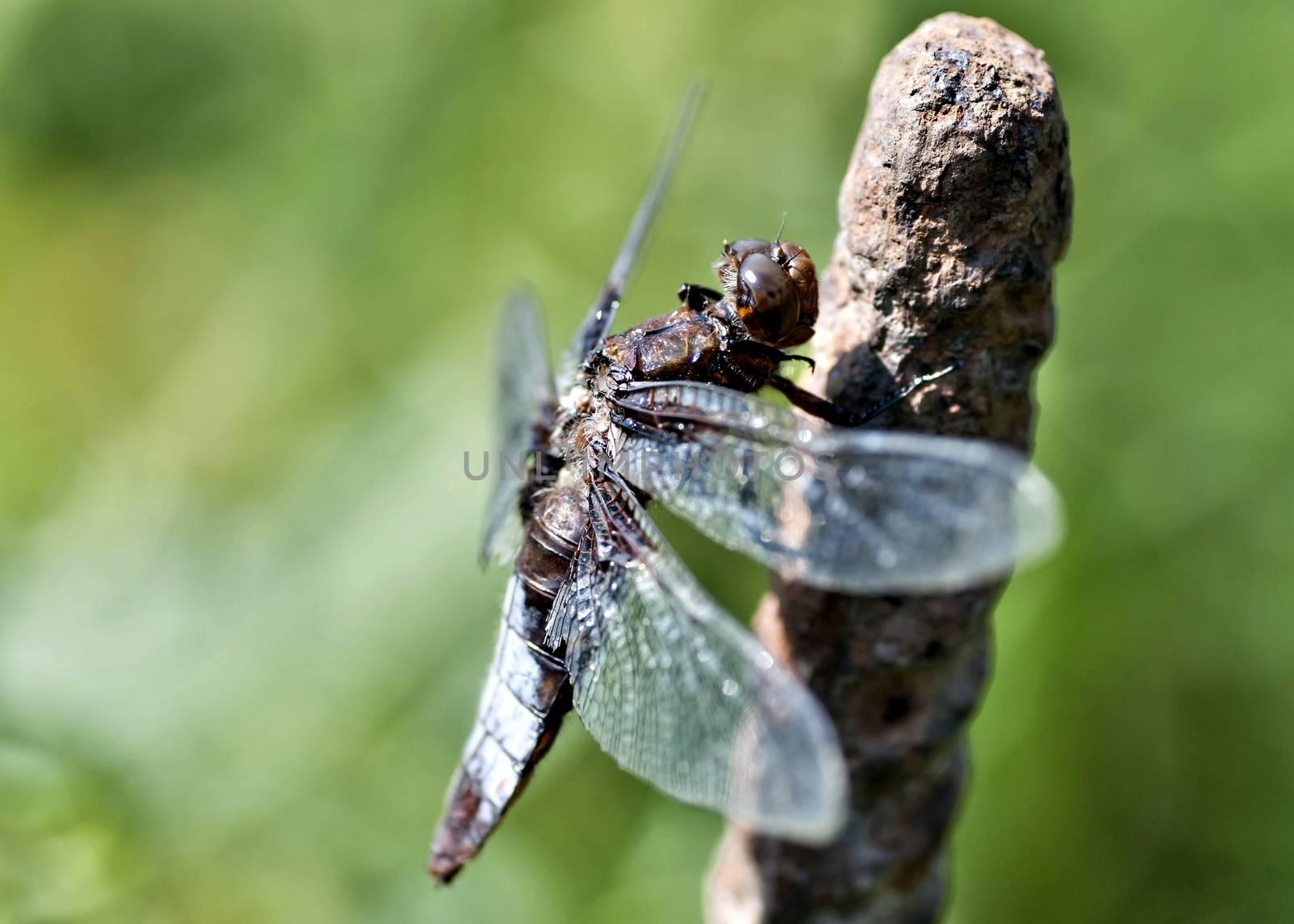 young dragonfly sitting on a rod on blurred nature background