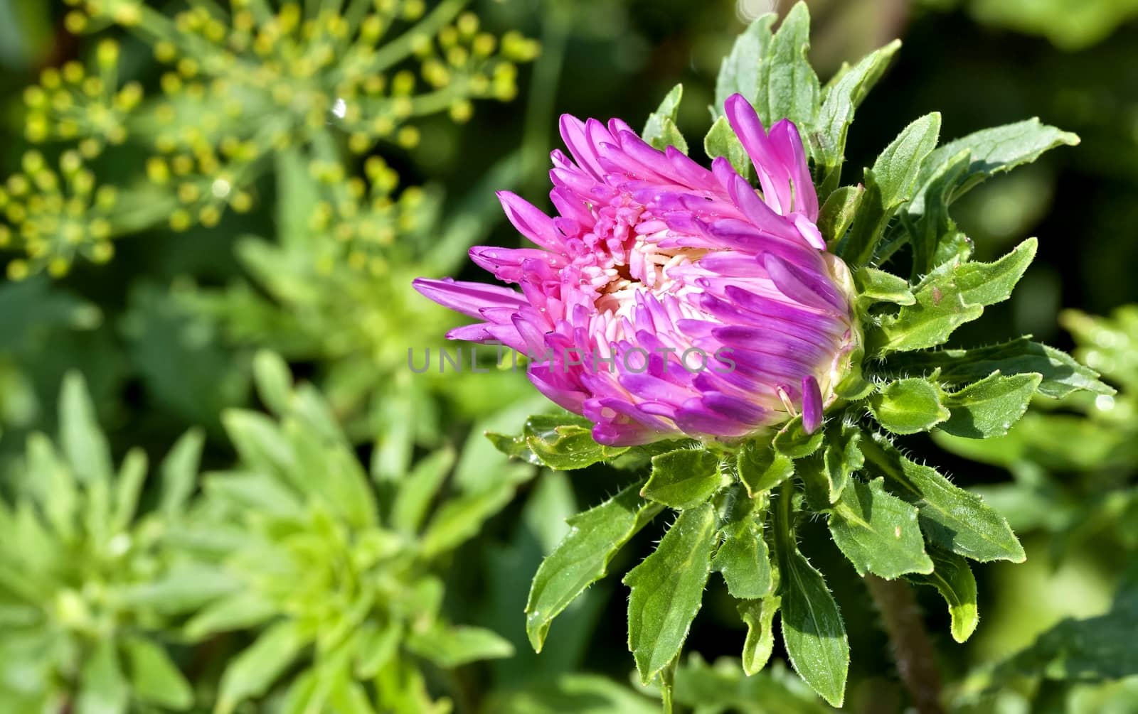 blooming Bud of pink Aster with rain drops in the morning sun on a blurred natural background