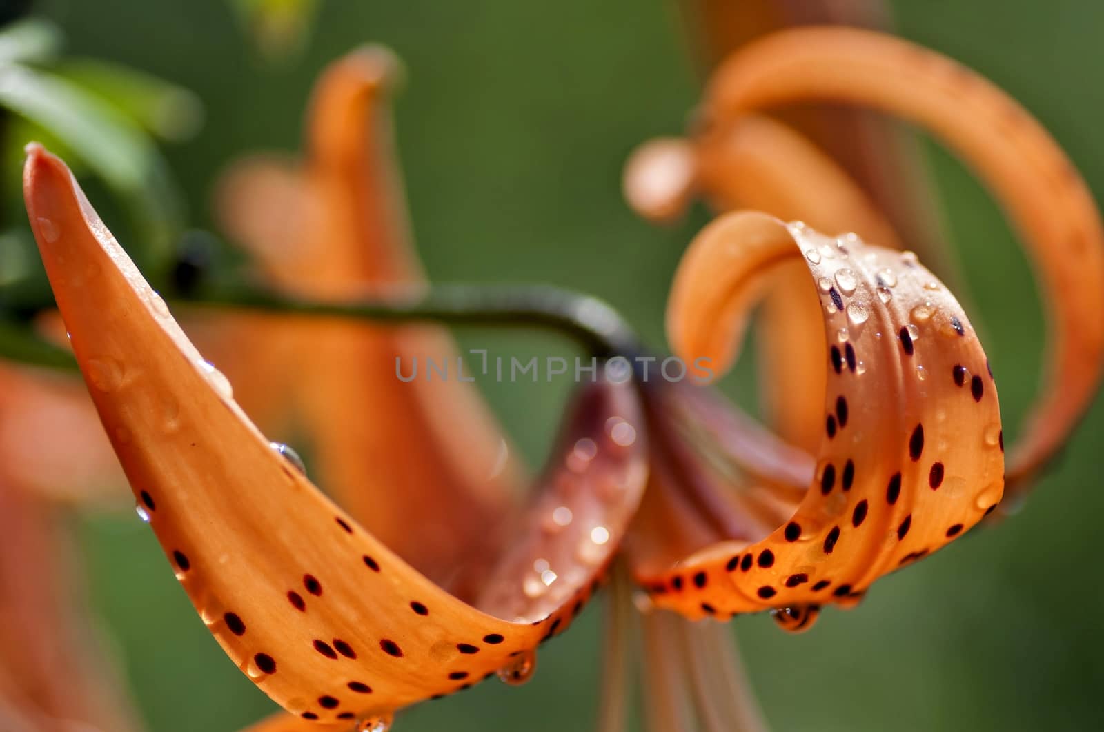 orange tiger Lily with rain drops lit by the morning sun