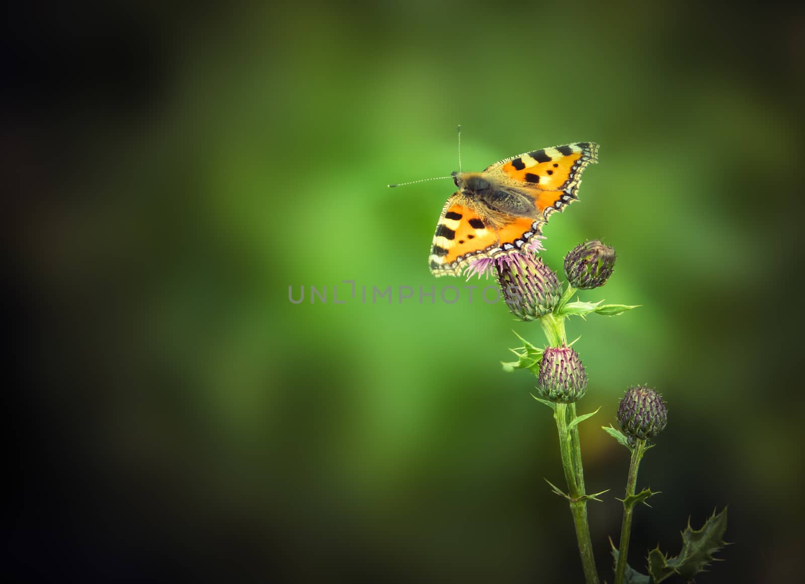 Beautiful Tortoiseshell Butterfly On A Scottish Thistle With Copy Space