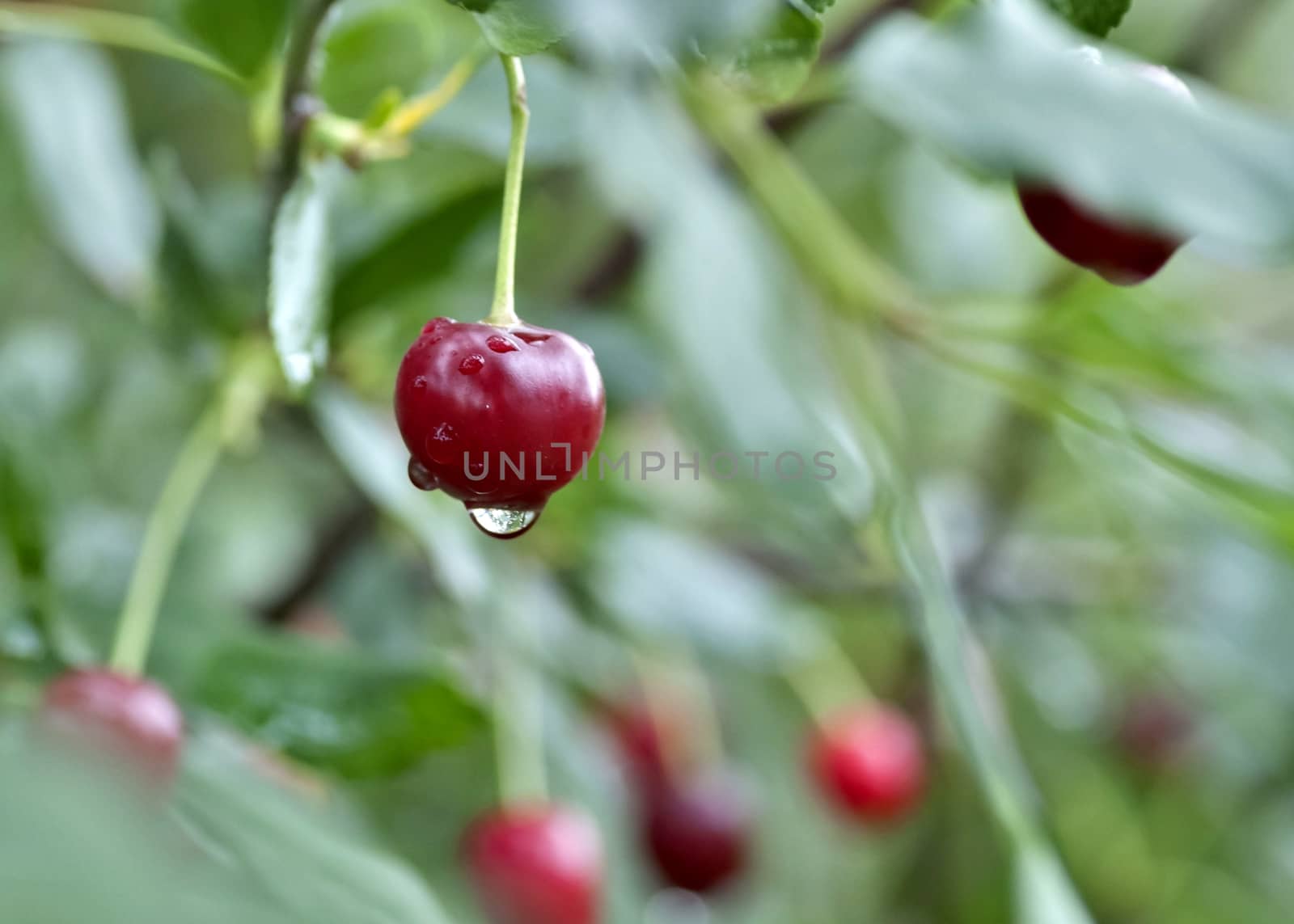 cherry with rain drops on the branches on blurred nature background