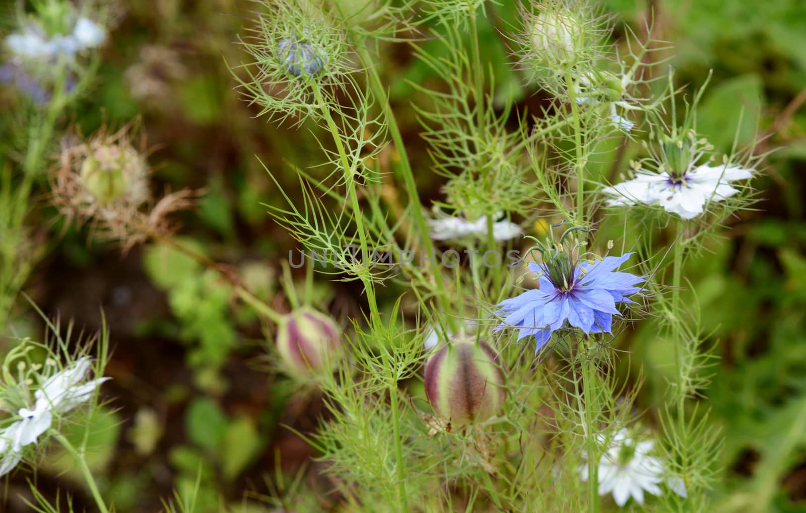 Blue love-in-a-mist - nigella - flower among white flowers and striped seed pods