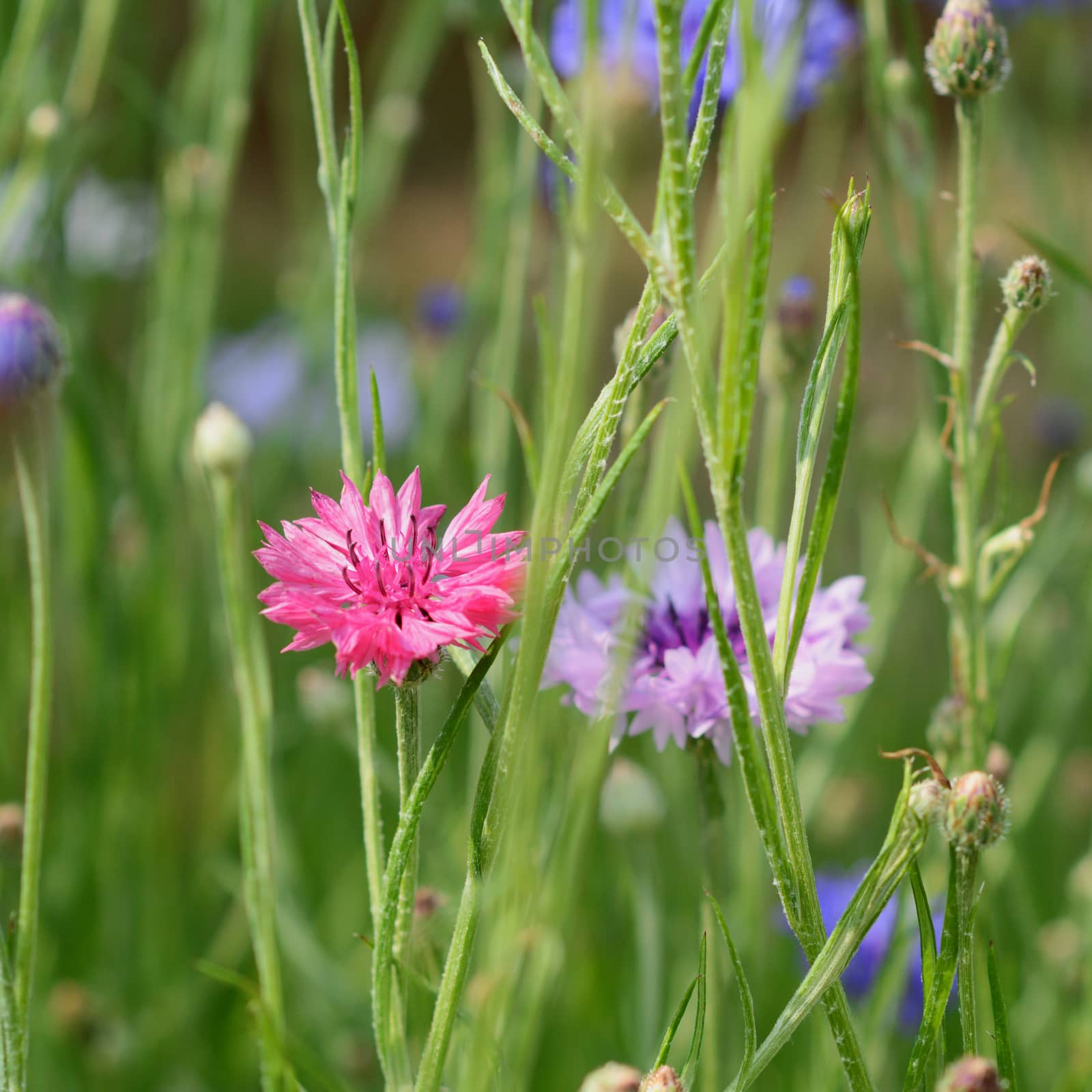 Bright pink cornflower - bachelors button - in selective focus among other flowers