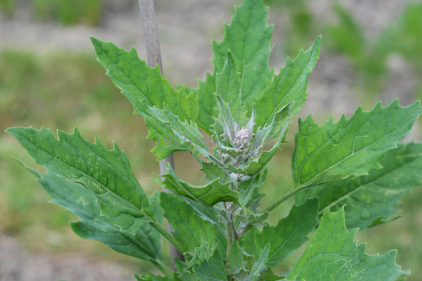 Growing quinoa plant with green leaves and developing head of grain