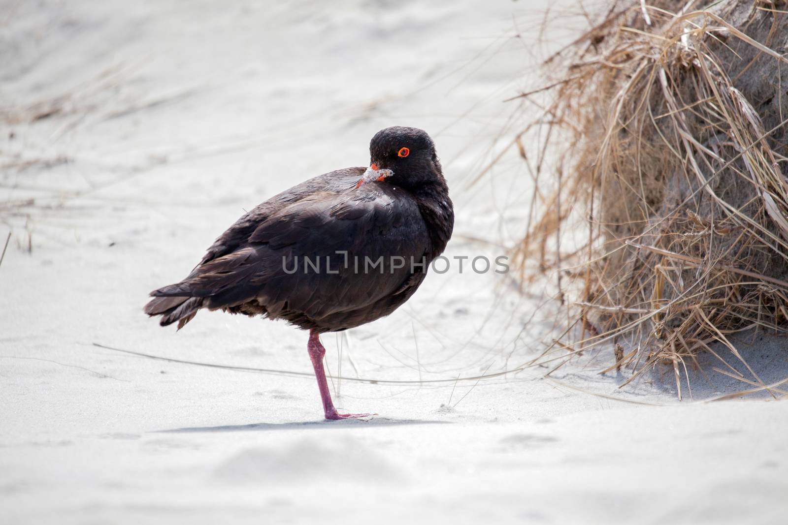 Variable Oystercatcher (Haematopus unicolor) by phil_bird