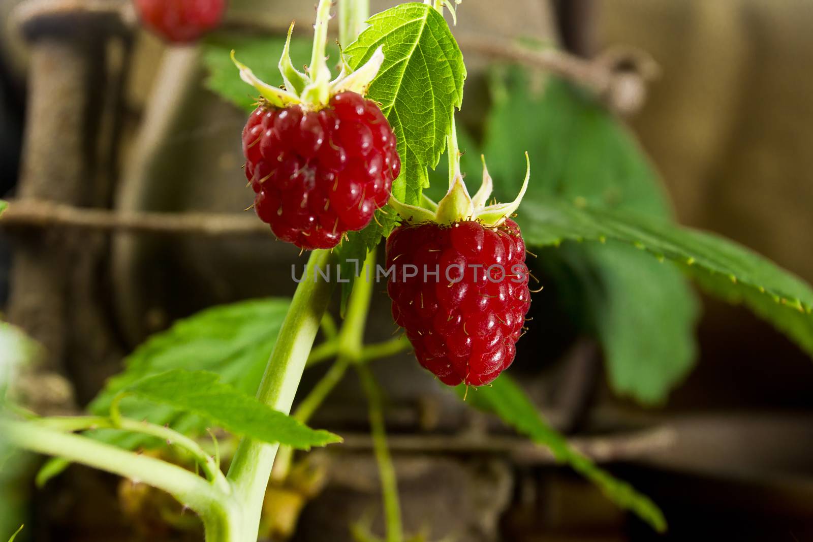Raspberries on a branch on a rural background