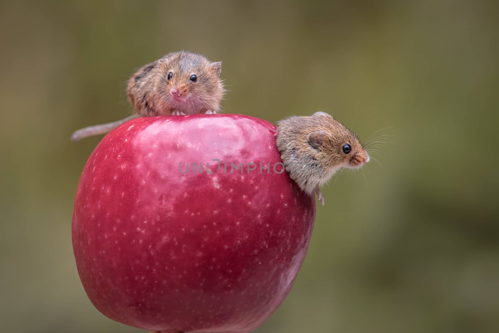 two harvest mice on an apple while one is emerging from a hole within the apple