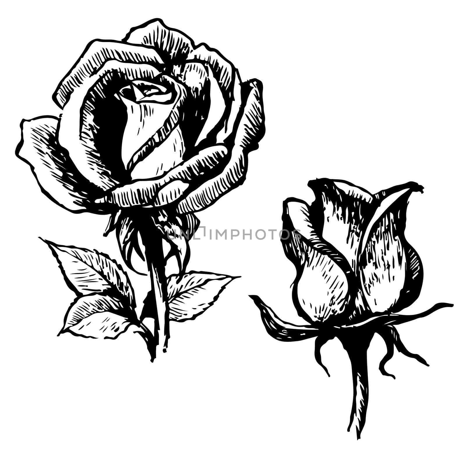 Rose and leaves hand drawn  by simpleBE