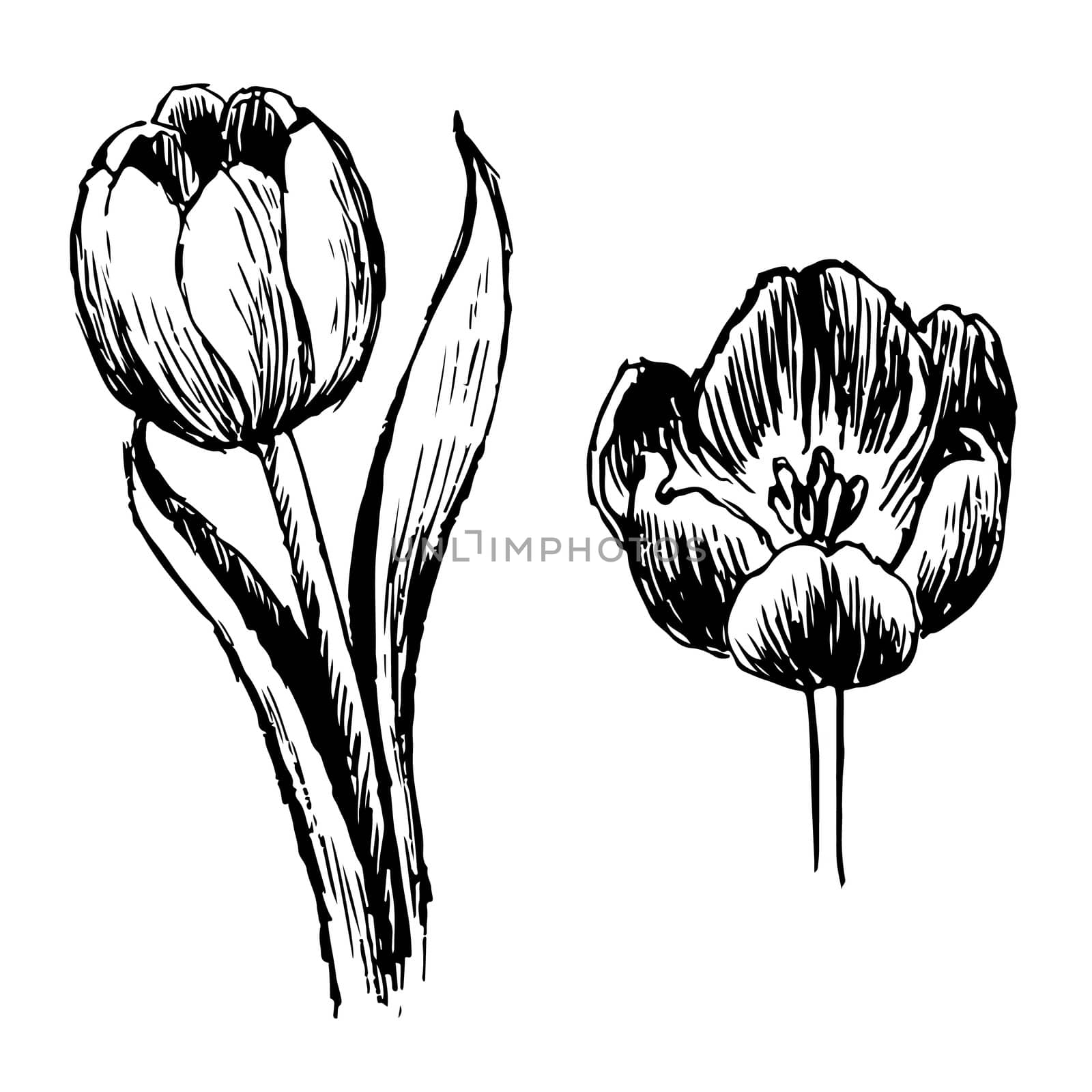 Tulip and leaves hand drawn by simpleBE