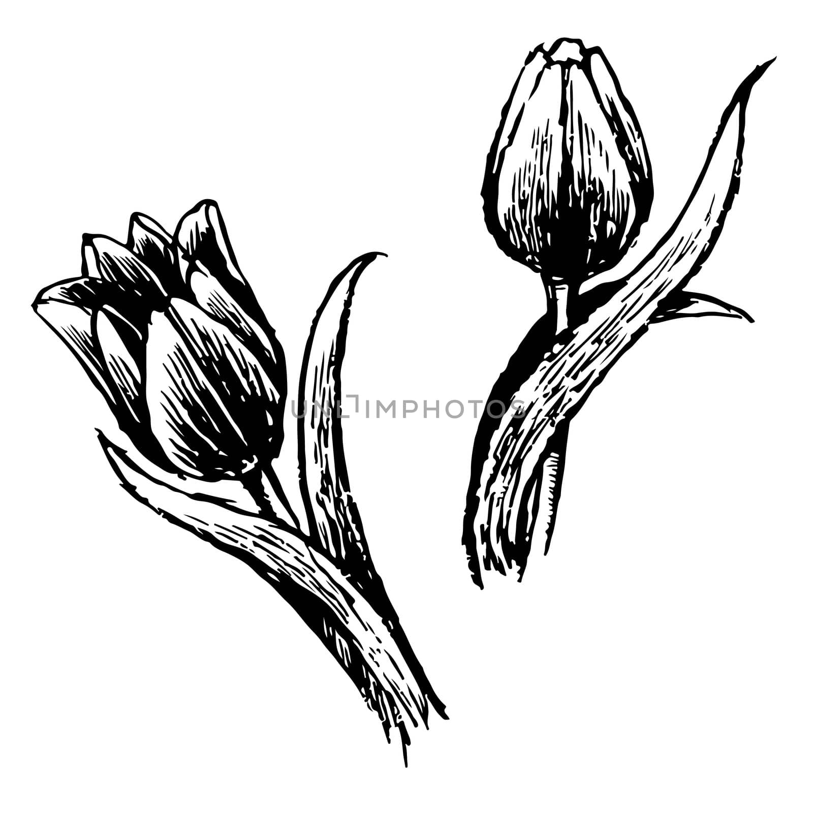 Tulip and leaves hand drawn isolated on white background