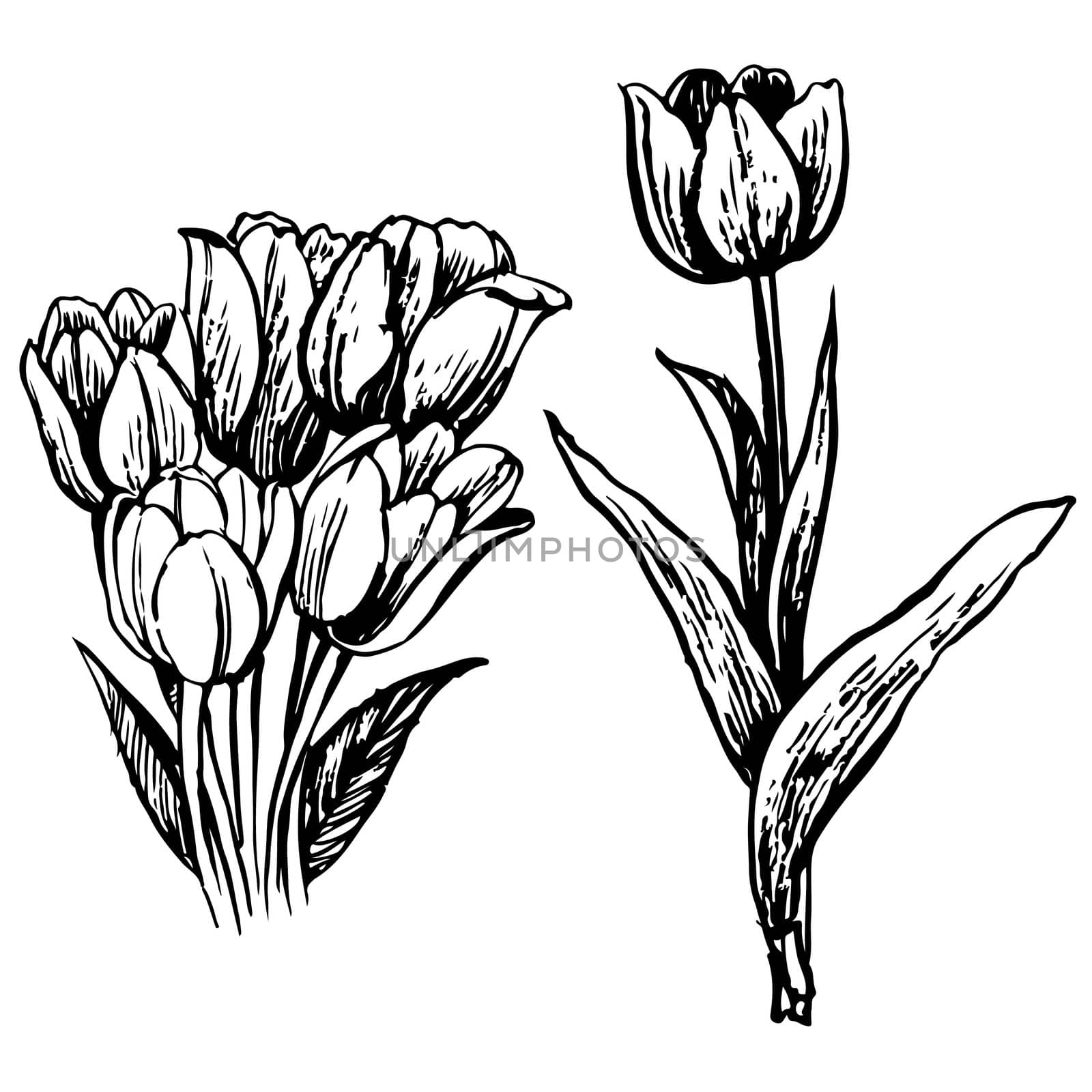 Tulip and leaves hand drawn by simpleBE