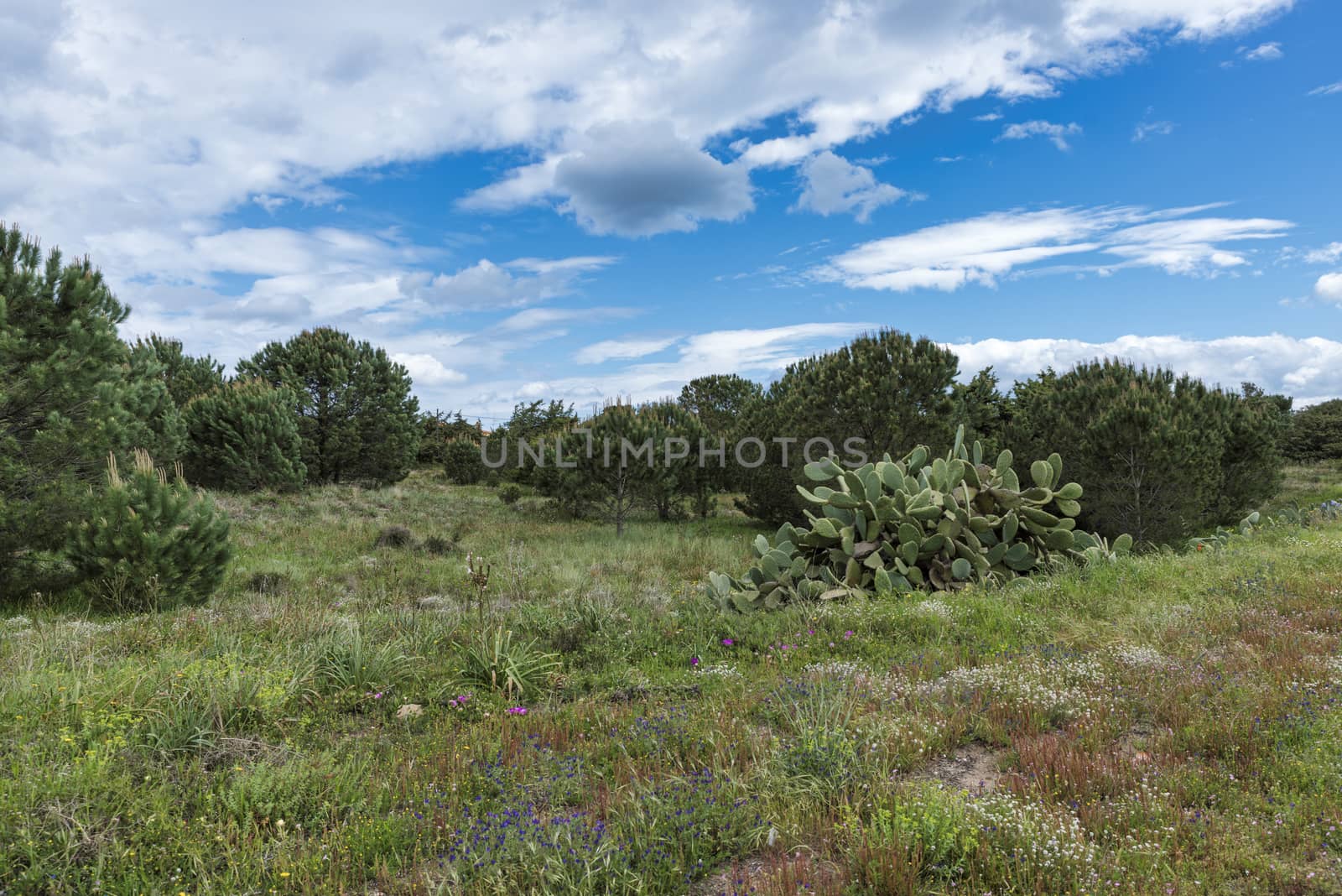 flowers and plants in the nature of sardinia island , island belongs to italy with flowering landscape