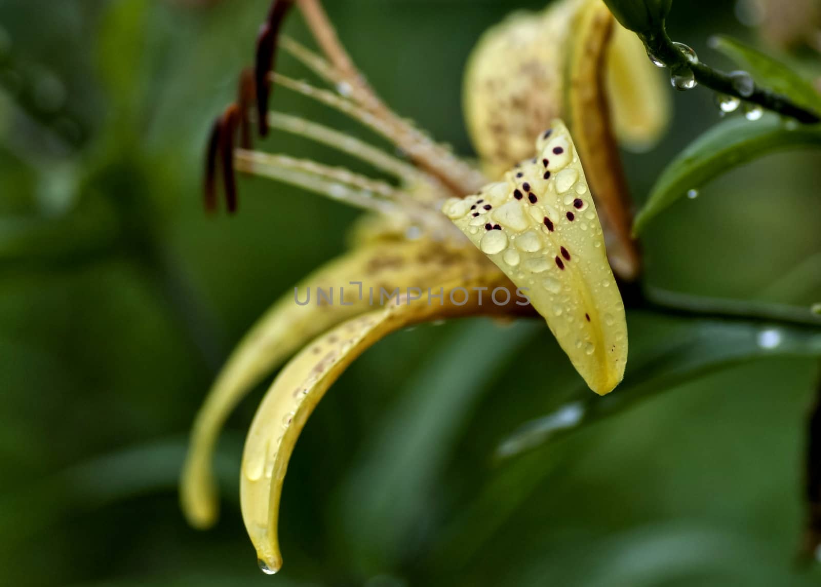 yellow tiger Lily with raindrops on the petals early cloudy morning, soft focus