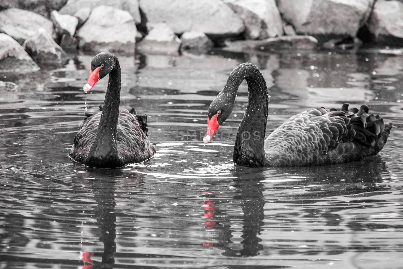 Two black swans in the water. Black and white image with selective colorization - red beaks by pyty