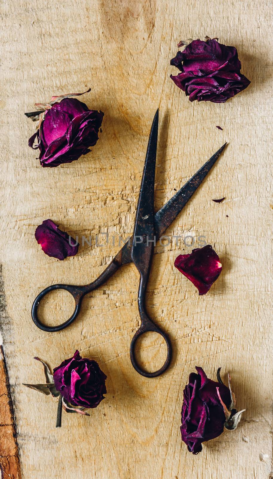 Old Scissors with Dry Roses Buds. View from Above.