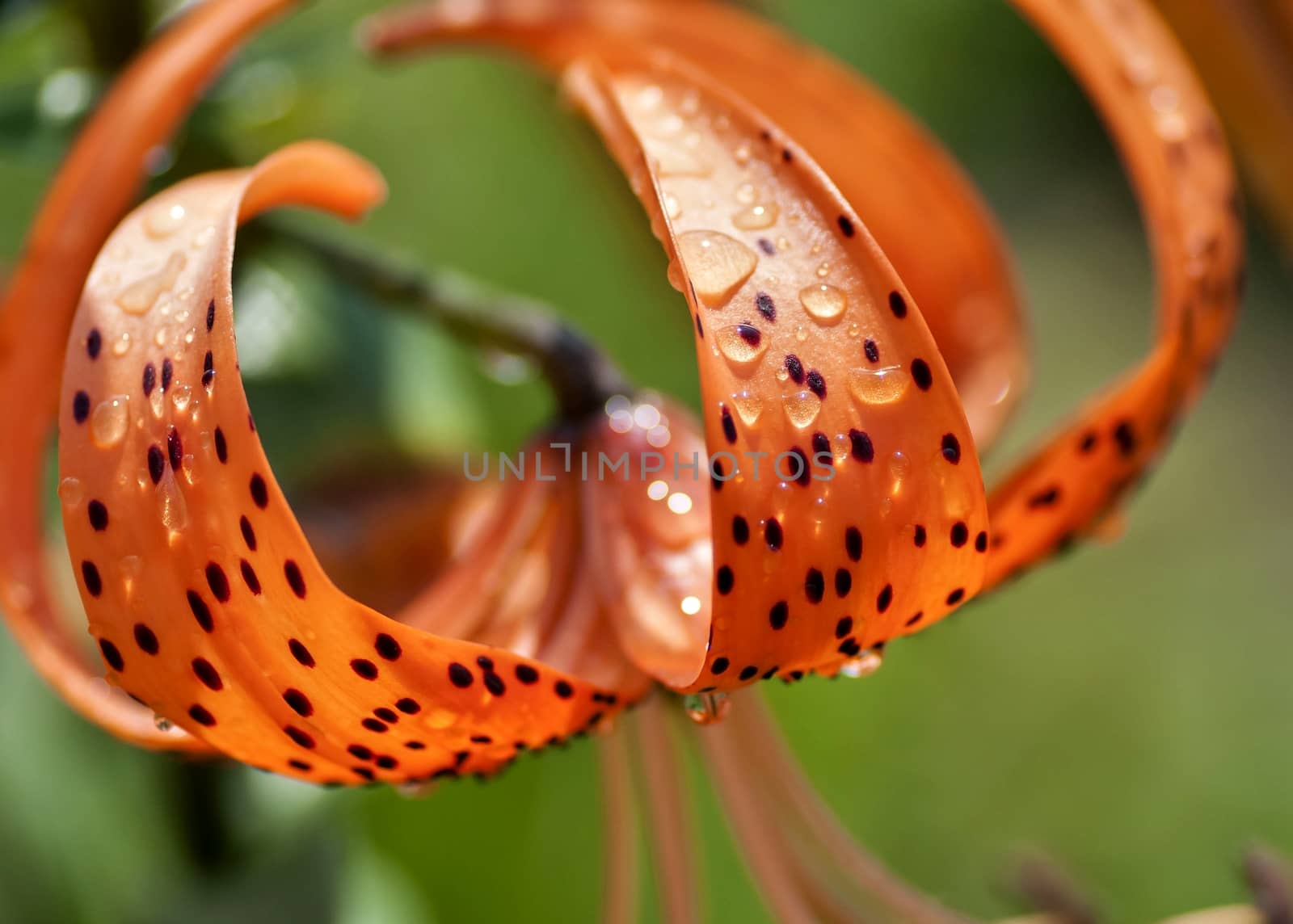 orange tiger Lily with rain drops lit by the morning sun