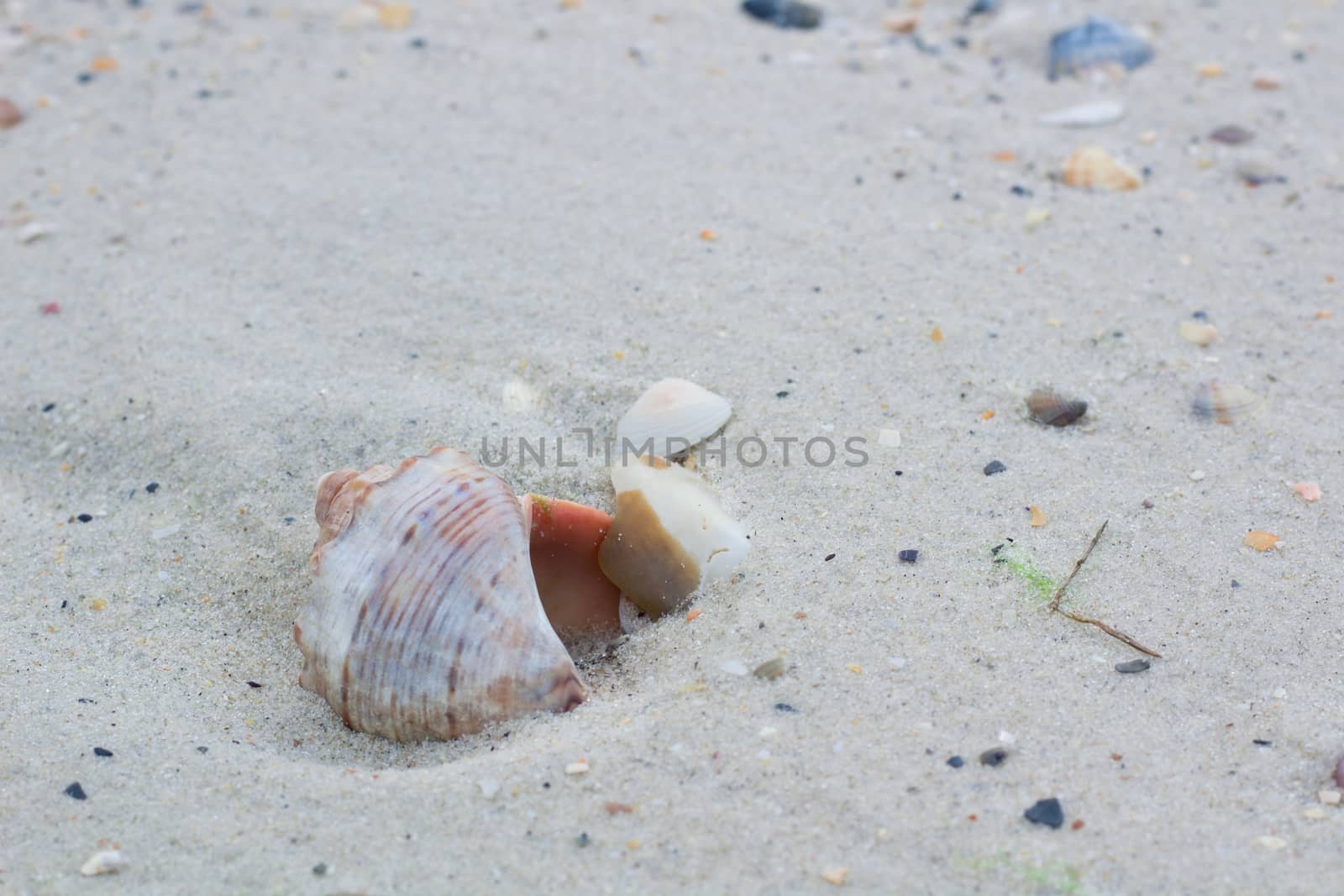 Big seashell and small clams on coastal sandy seascape by VeraVerano