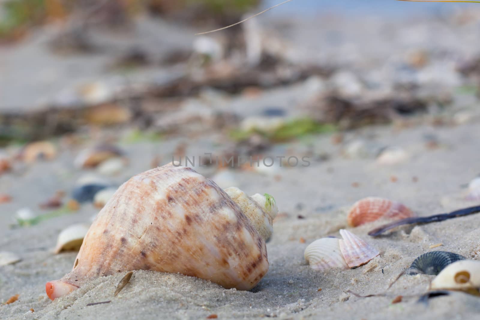 Seashells and clams on coastal sands, sandy beach seascape