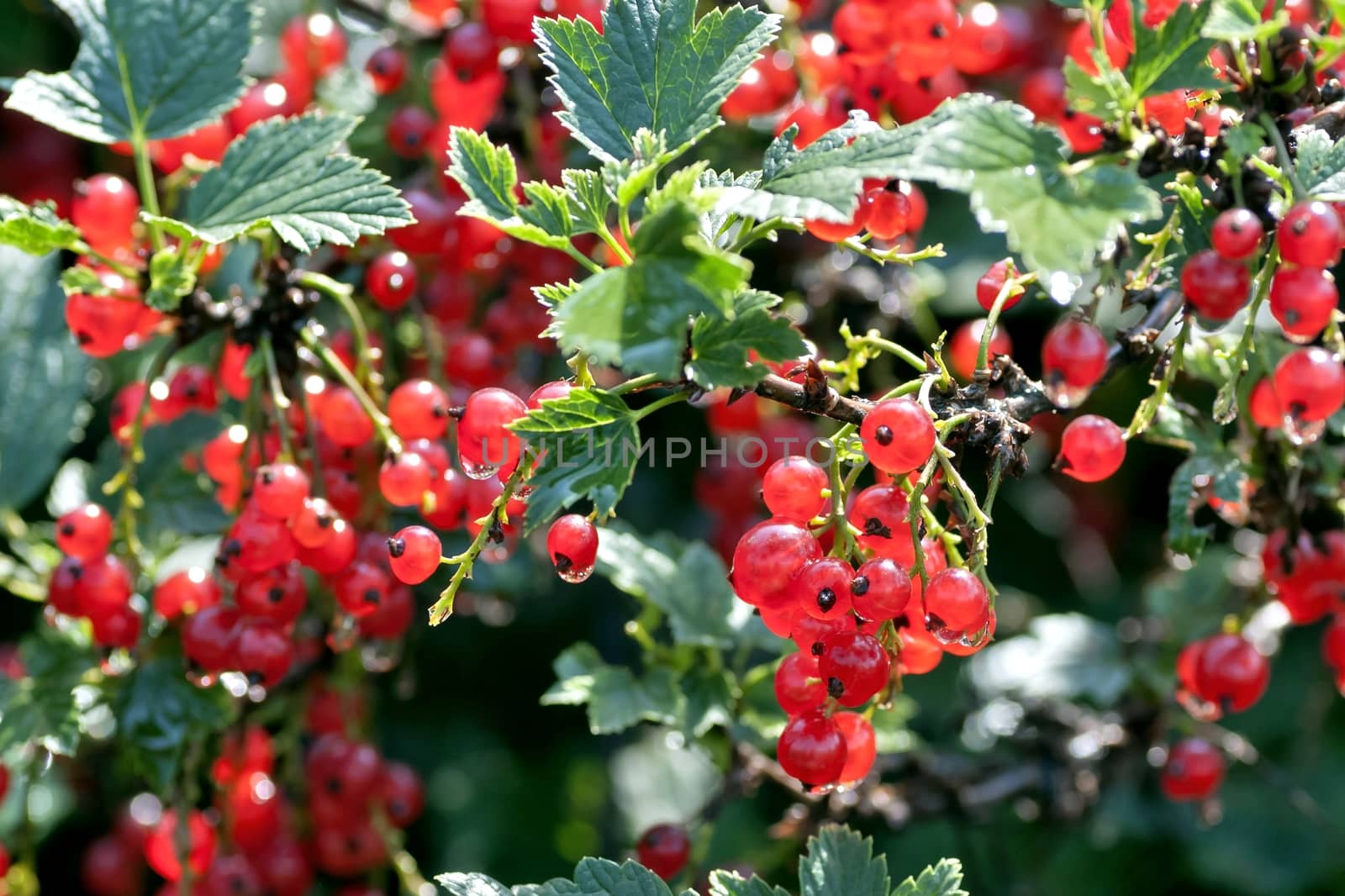 red currant sun-lit ripens in the garden