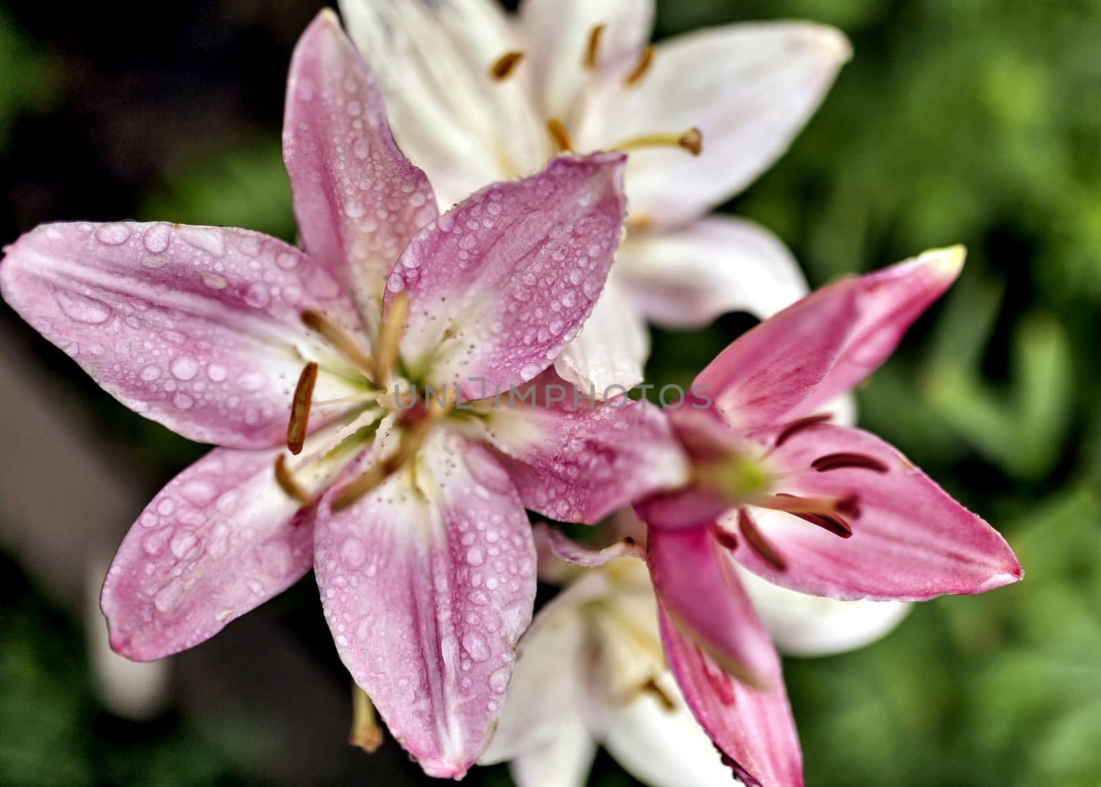 pink Lily with drops of rain on blurred nature background