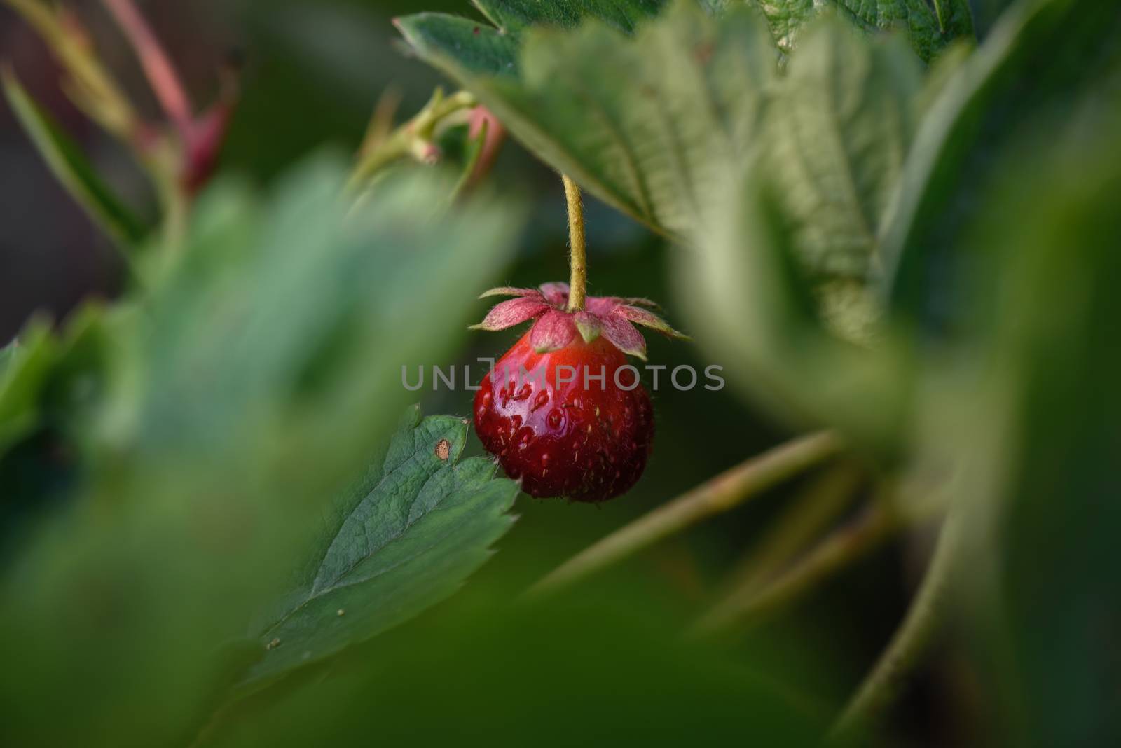 Fresh red strawberry hanging on a bush in the garden by Seva_blsv