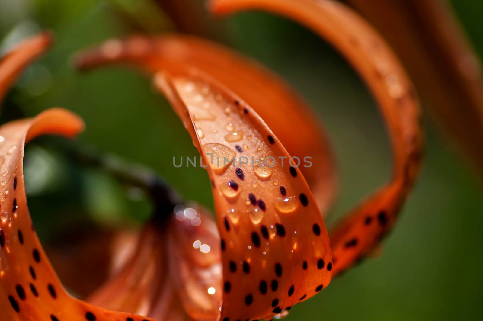 orange tiger Lily with rain drops lit by the morning sun