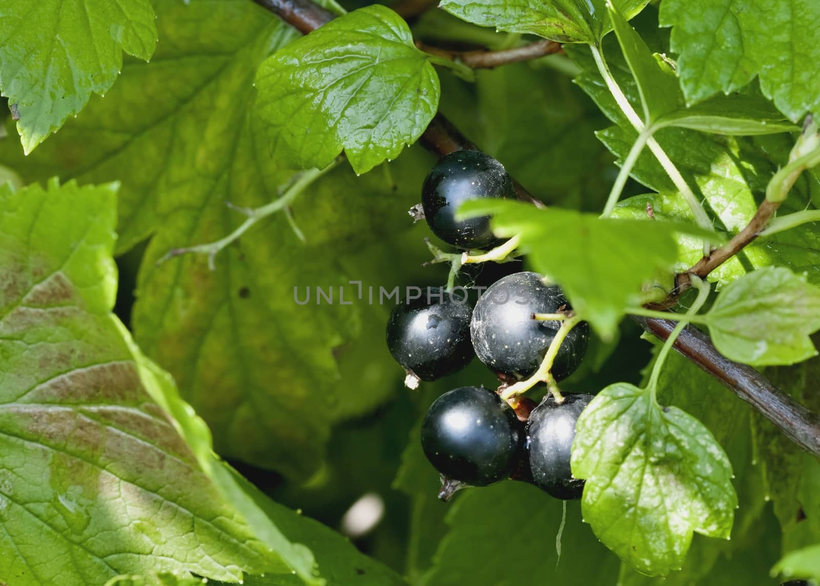 ripening black currant in the garden, macro