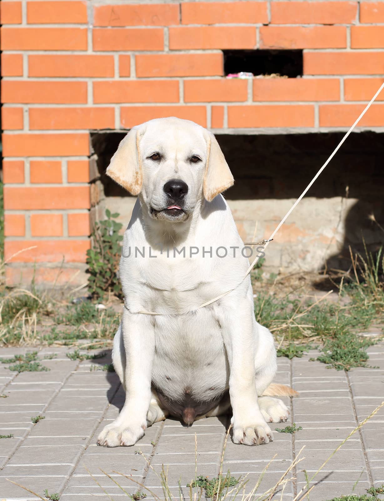 sweet yellow labrador sitting in the park